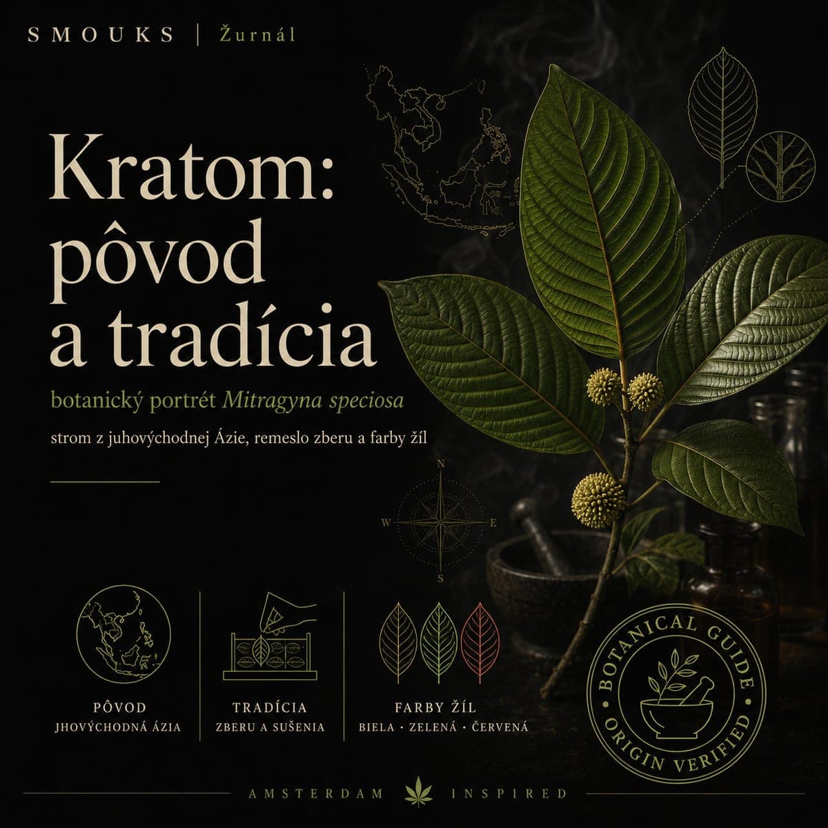 Kratom: pôvod a tradícia – botanický portrét Mitragyna speciosa